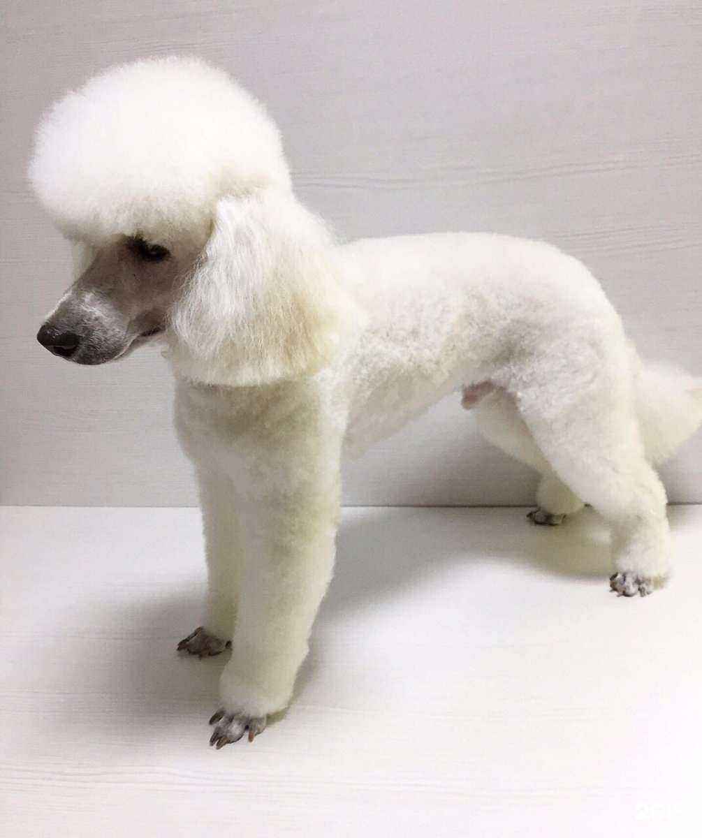 Отзывы на компанию Студия стрижки собак в г. Челябинск c фото