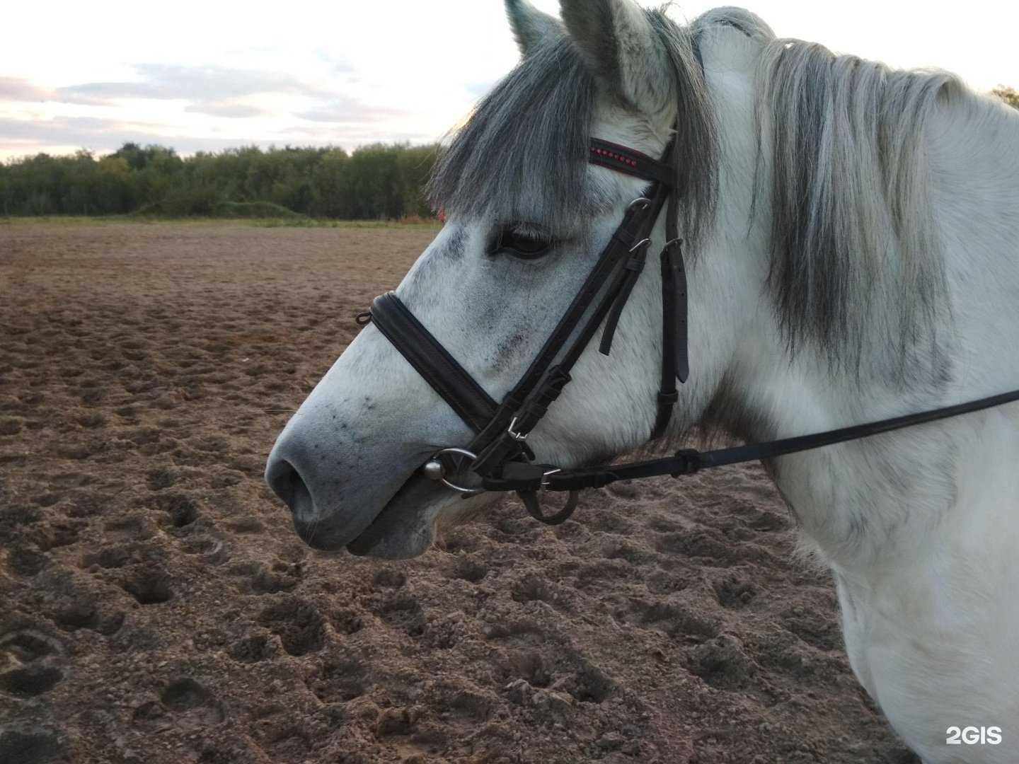 Отзывы на компанию Конный клуб в Архангельске c фото