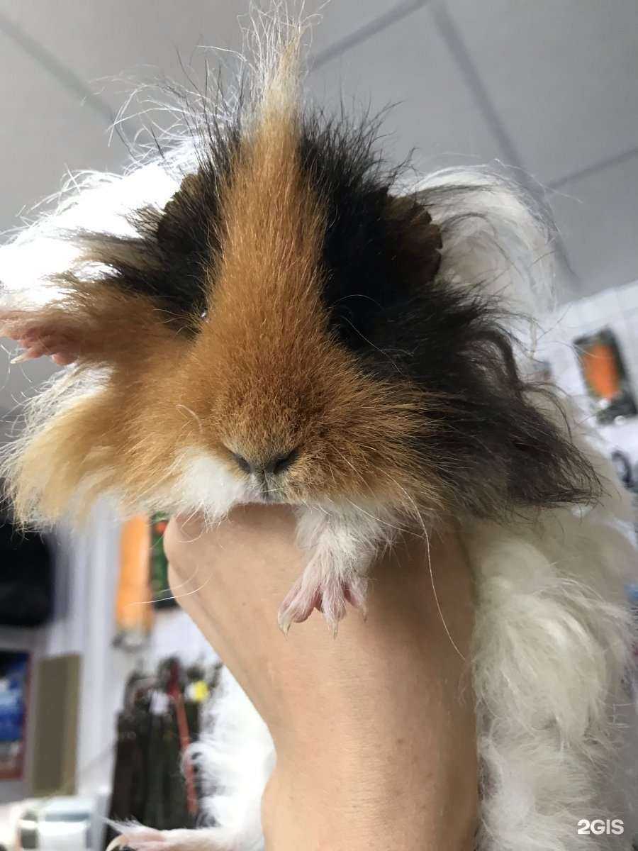 Отзывы на компанию Зоомир в Волгограде c фото