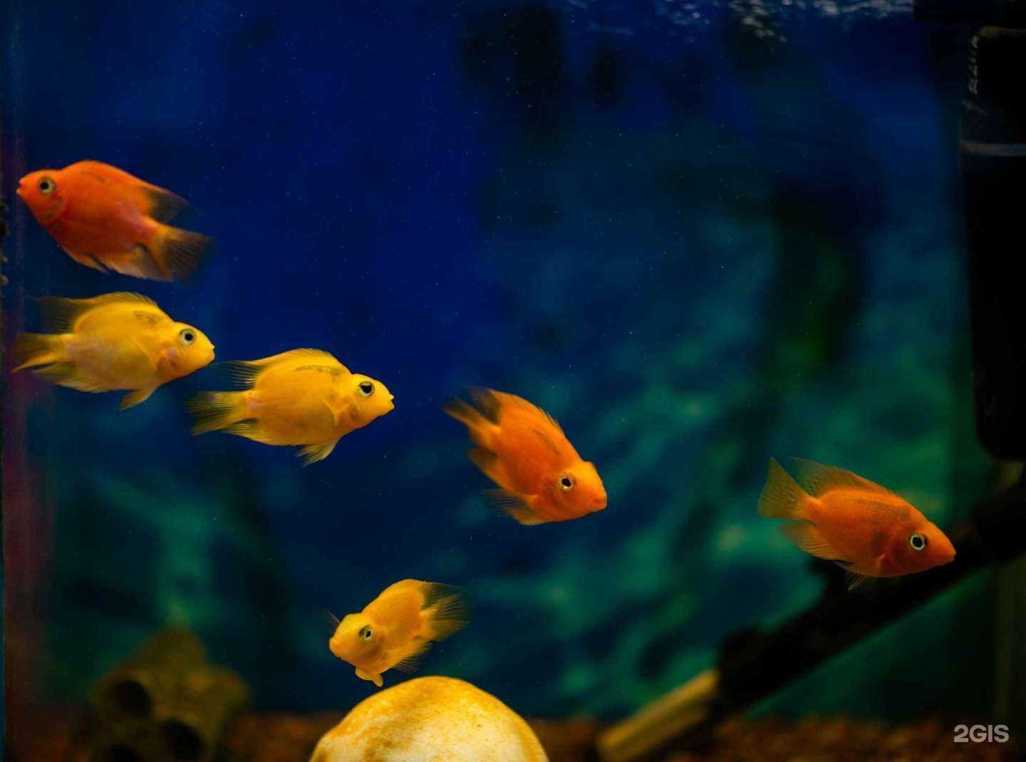 Отзывы на компанию Лотос в Смоленске c фото