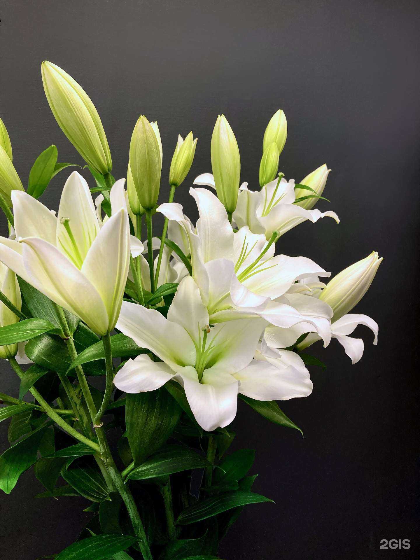 Отзывы на компанию Городские цветы в г. Королёв c фото