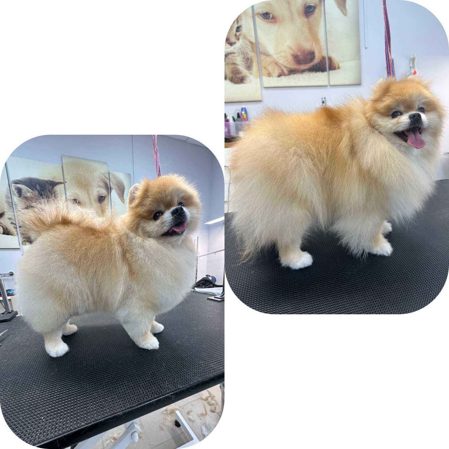 Отзывы на компанию Кот и пес в г. Сызрань c фото