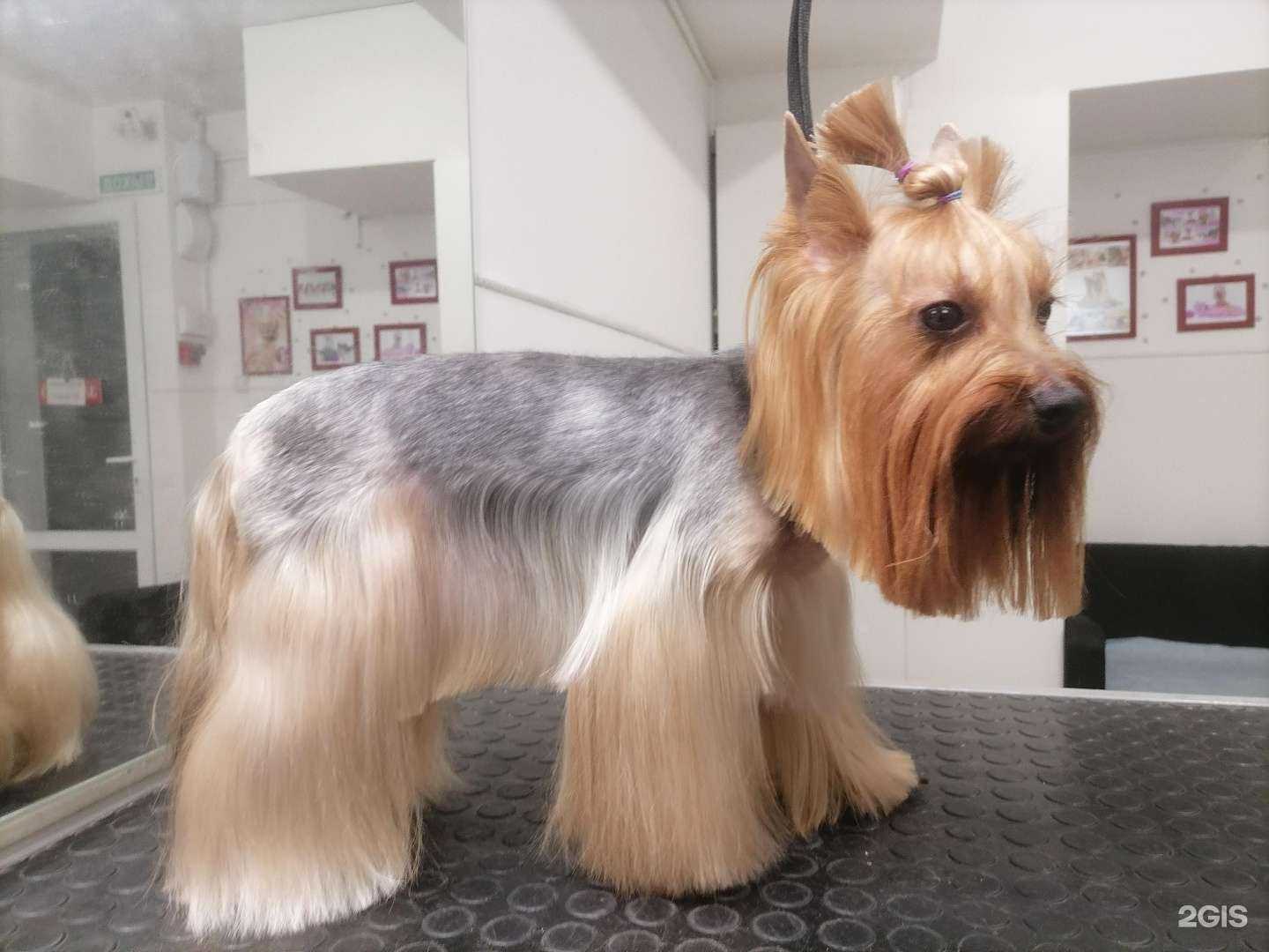 Отзывы на компанию Салон груминга в г. Краснодар c фото