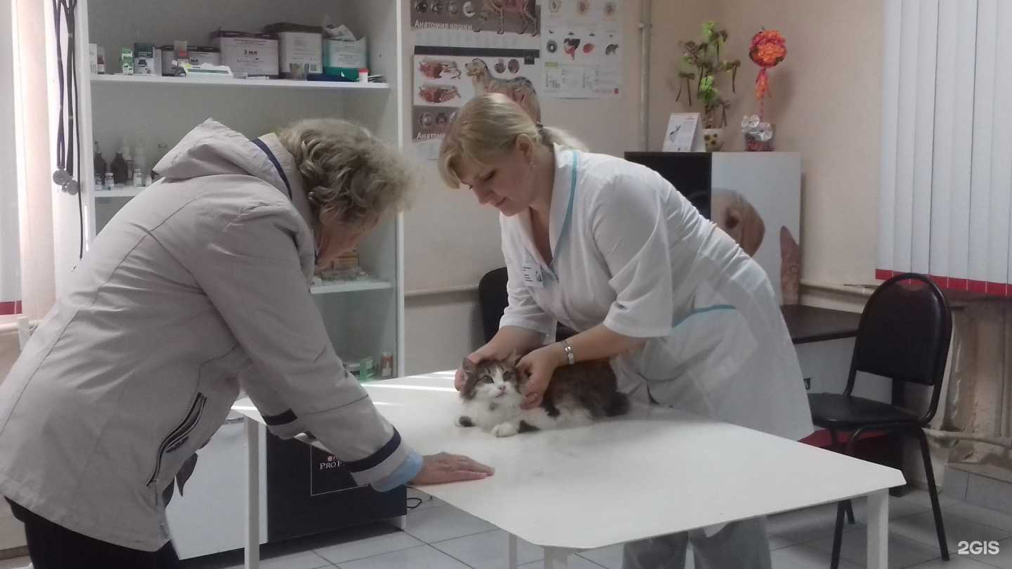Отзывы на компанию Частный ветеринарный центр в Саратове c фото