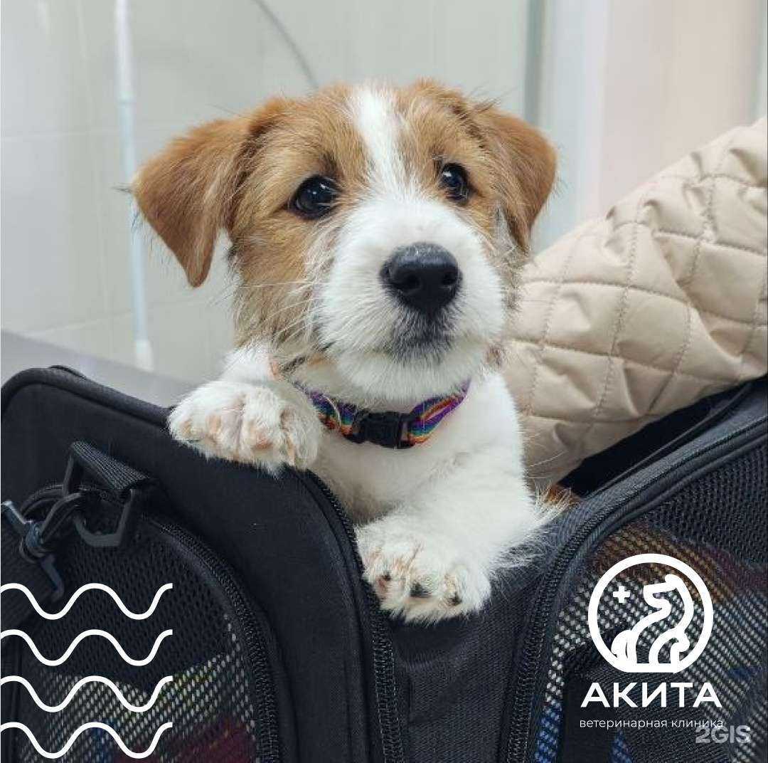 Отзывы на компанию Акита в г. Челябинск c фото