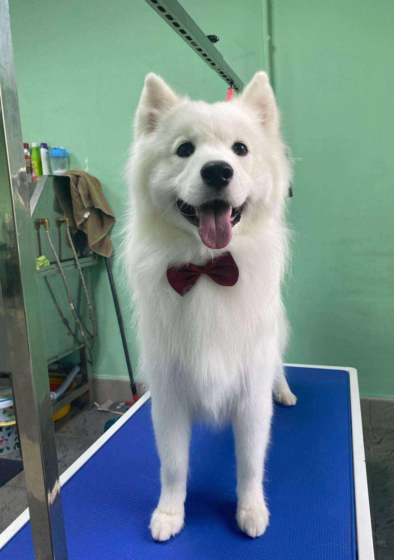 Отзывы на компанию КотоПёс в г. Бийск c фото