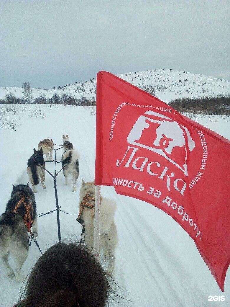 Отзывы на компанию Ласка в Барнауле c фото