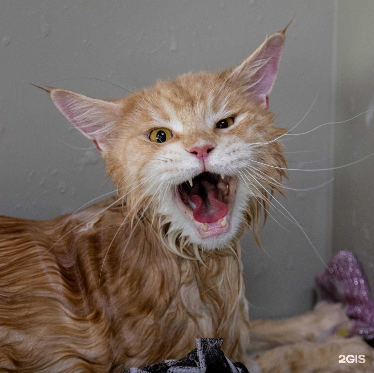 Отзывы на компанию Моська в Нижнем Новгороде c фото