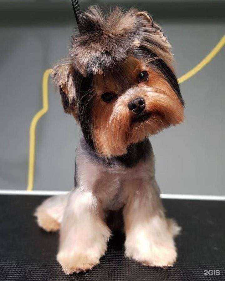 Отзывы на компанию Zooмагазоо в г. Иркутск c фото