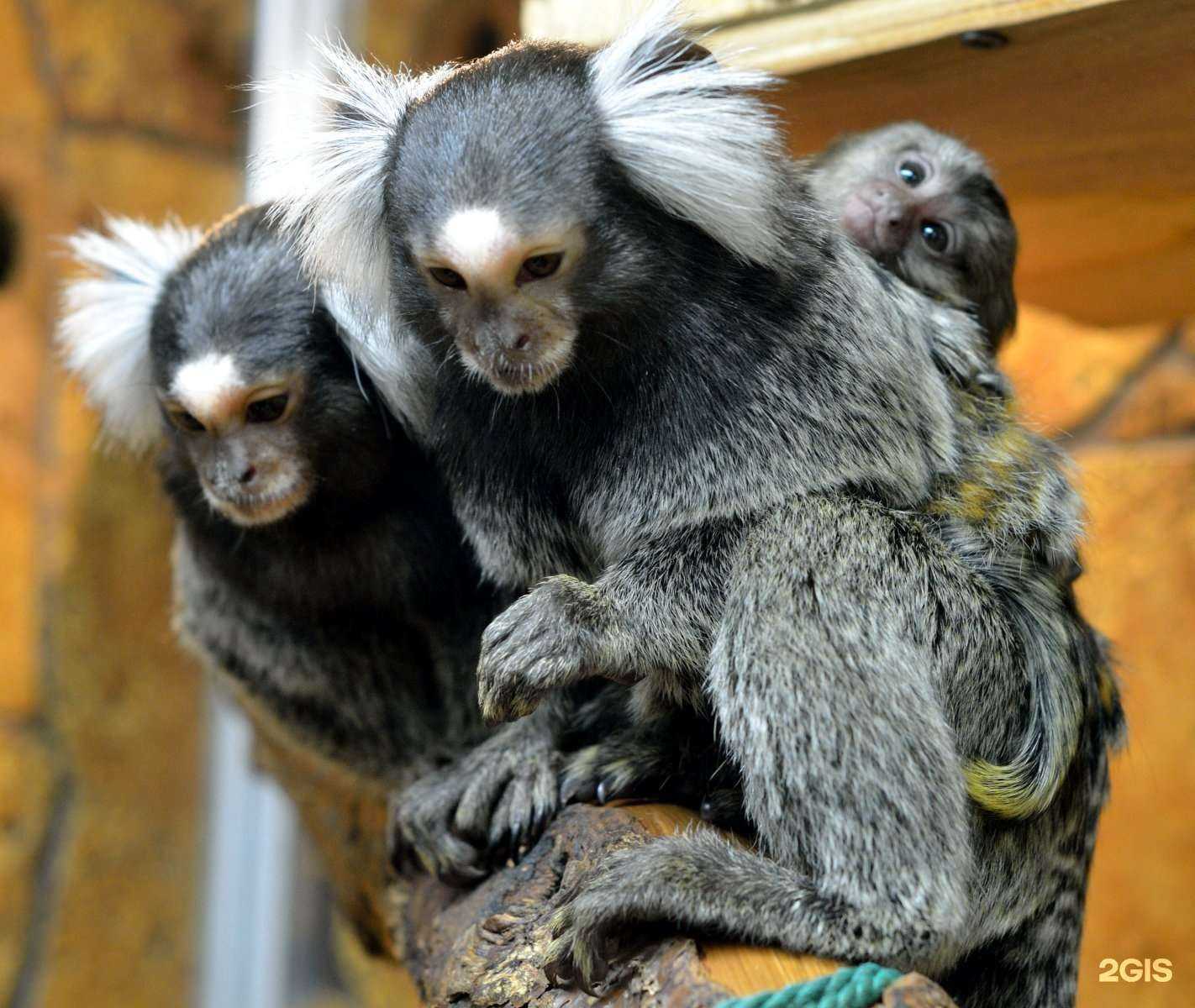 Отзывы на компанию Нижегородский экзотариум в Нижнем Новгороде c фото