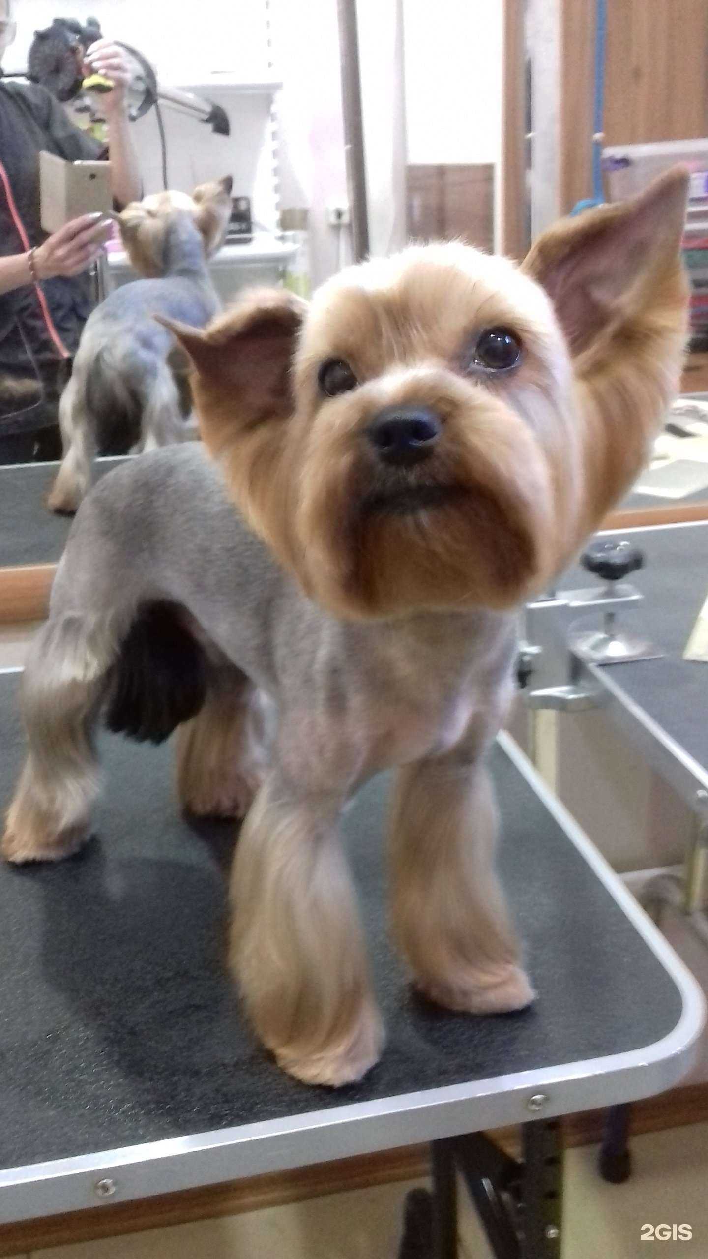 Отзывы на компанию Zooэкзотика в Петропавловске-Камчатском c фото