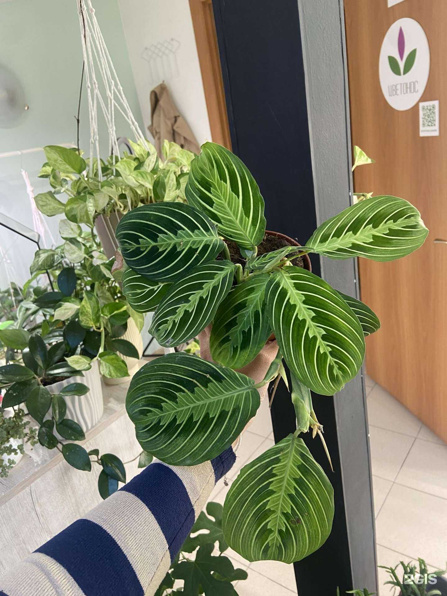 Отзывы на компанию Цветонос в Барнауле c фото