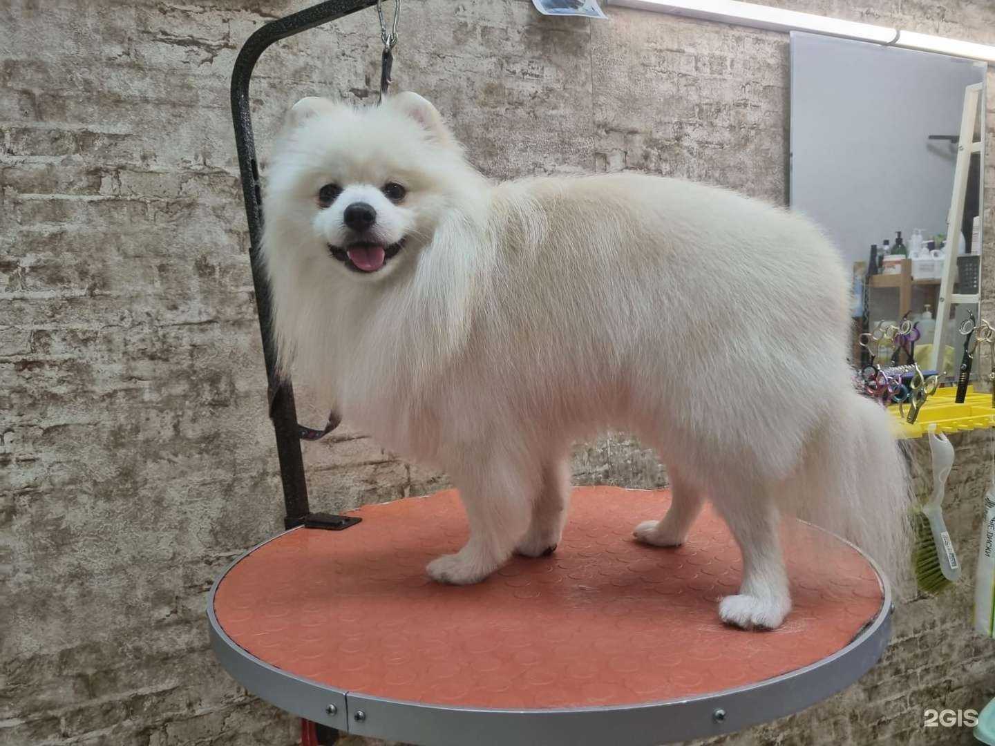 Отзывы на компанию Wannadog в г. Краснодар c фото