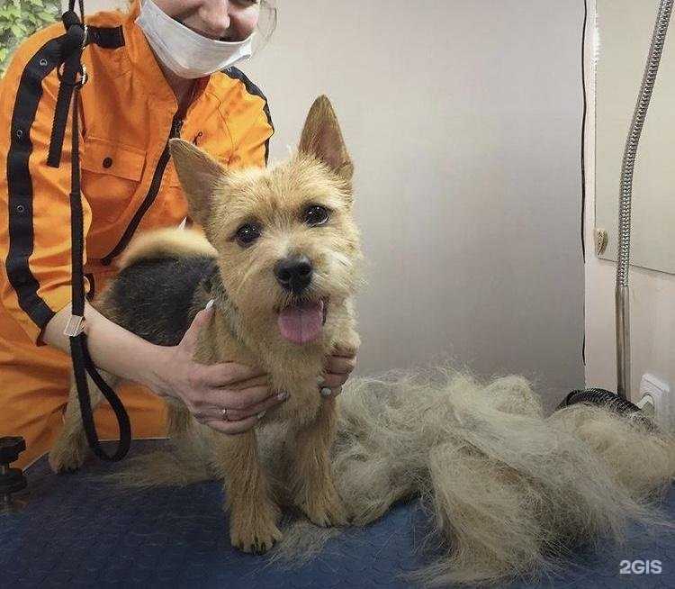 Отзывы на компанию Зоосалон в г. Анапа c фото