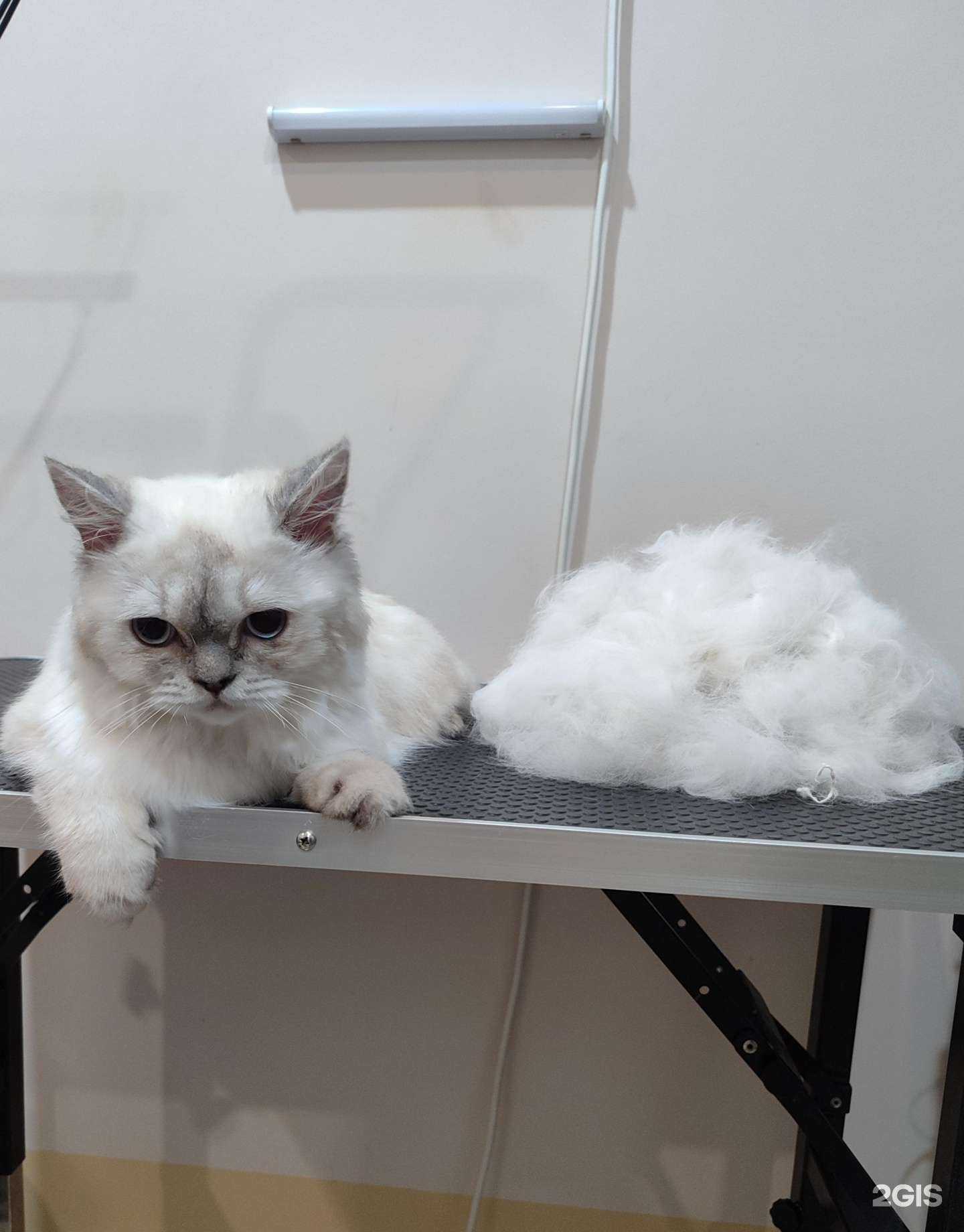 Отзывы на компанию Белый кот в Краснодаре c фото