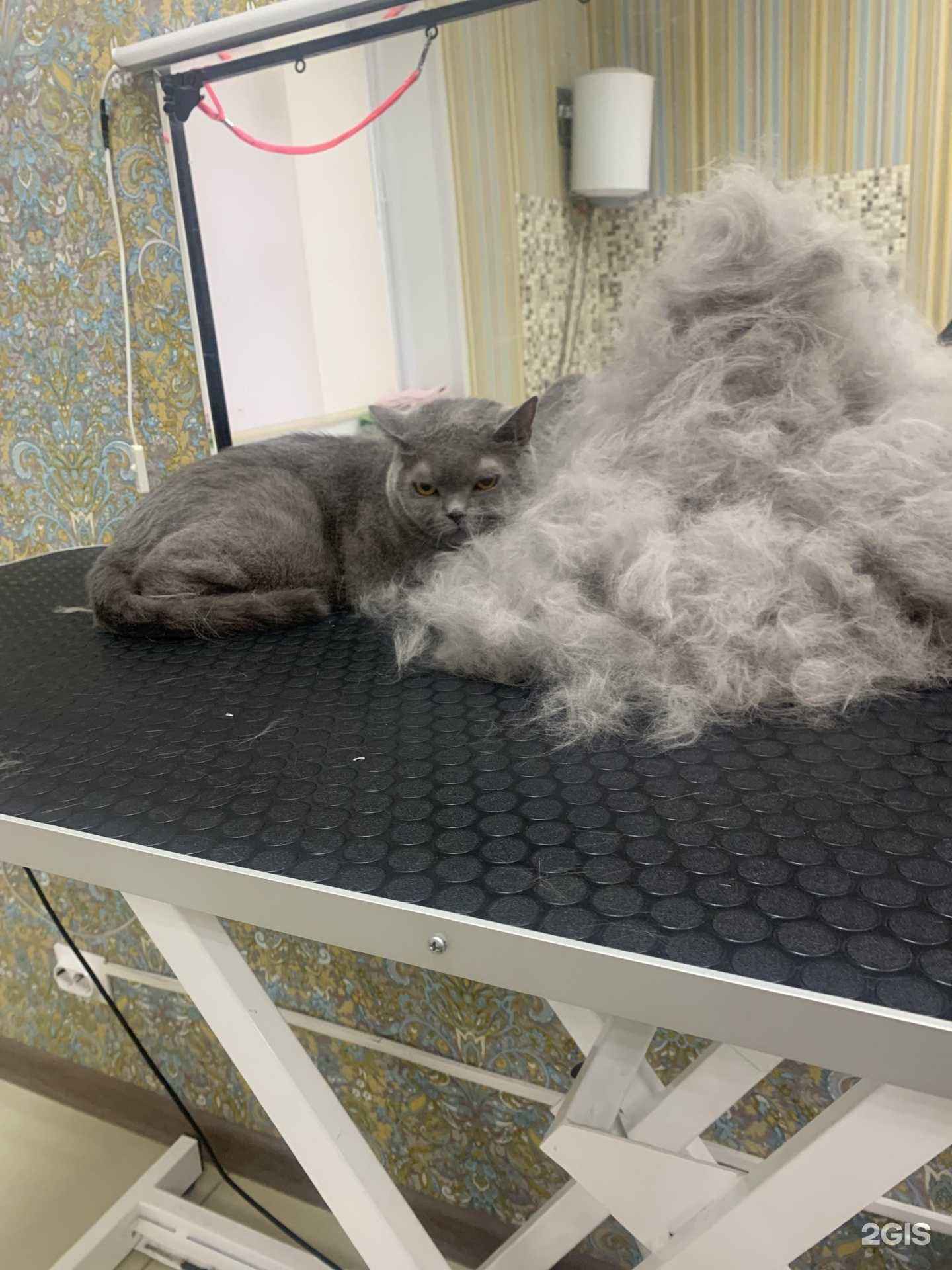 Отзывы на компанию Тея в Курске c фото