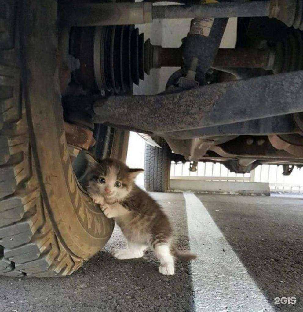 Отзывы на компанию Ветеринарная лечебница  в Воткинске c фото