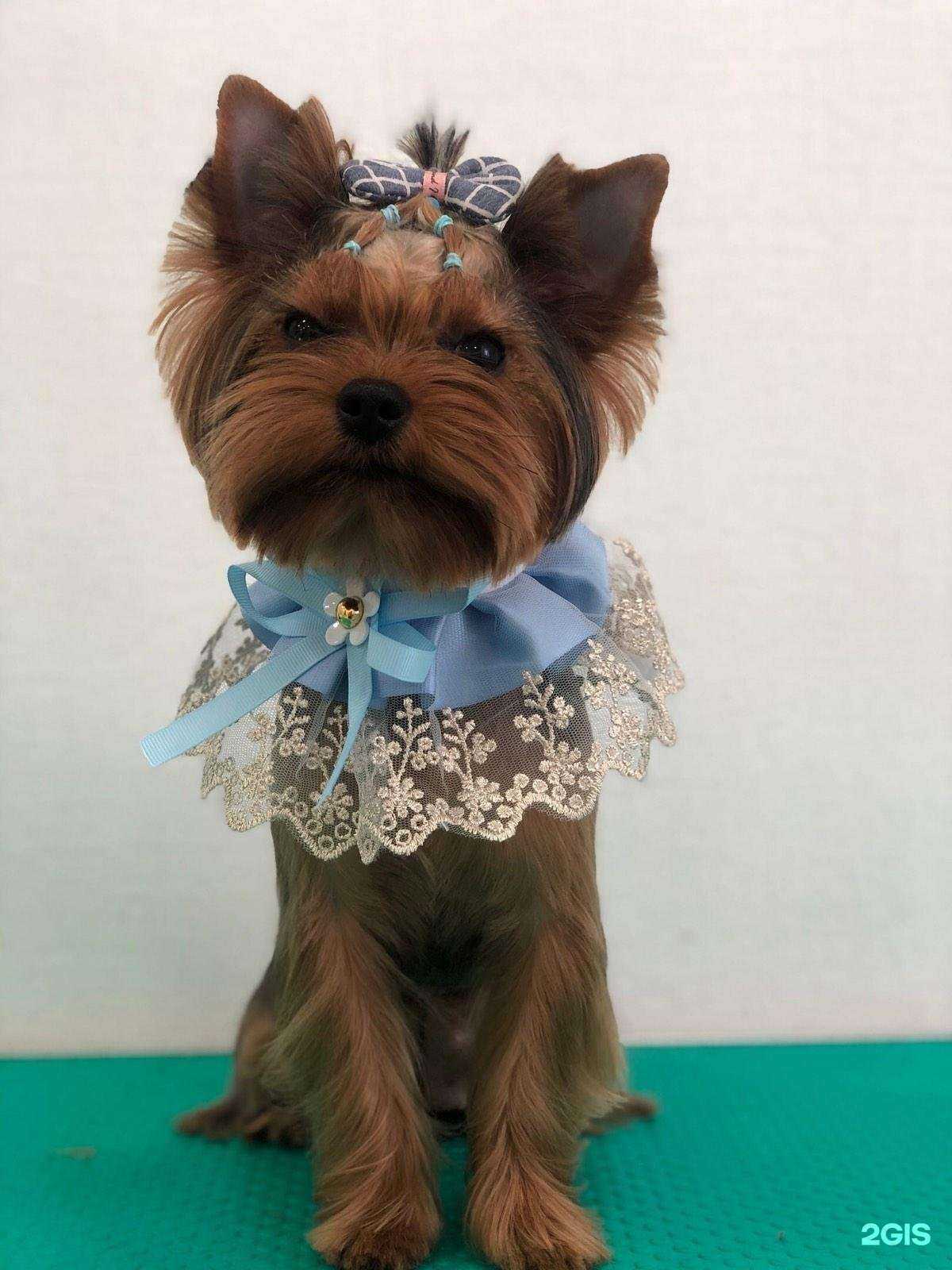 Отзывы на компанию Персона Гав в Сургуте c фото