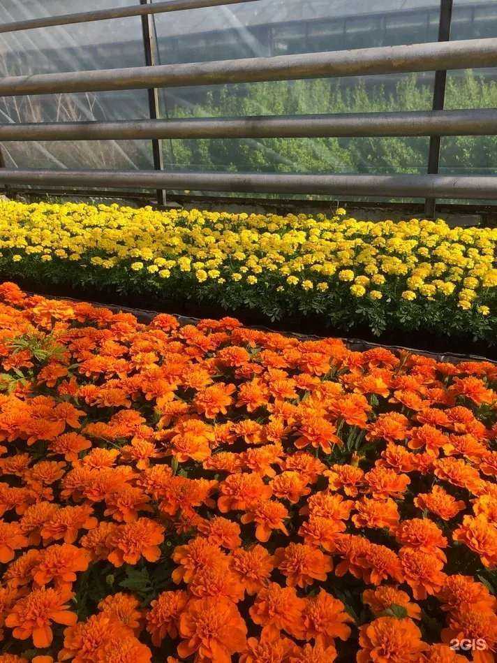 Отзывы на компанию Зелёный город в г. Пермь c фото