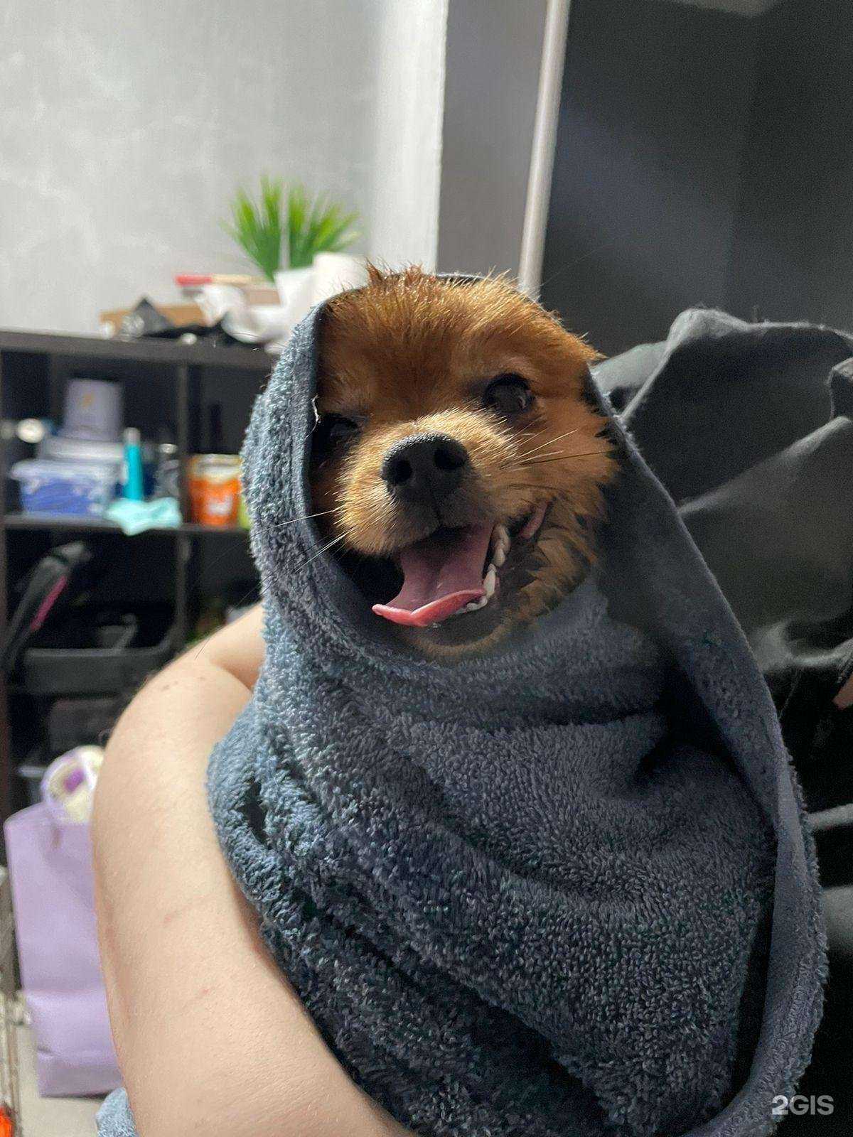 Отзывы на компанию ГрумингДог в Майкопе c фото