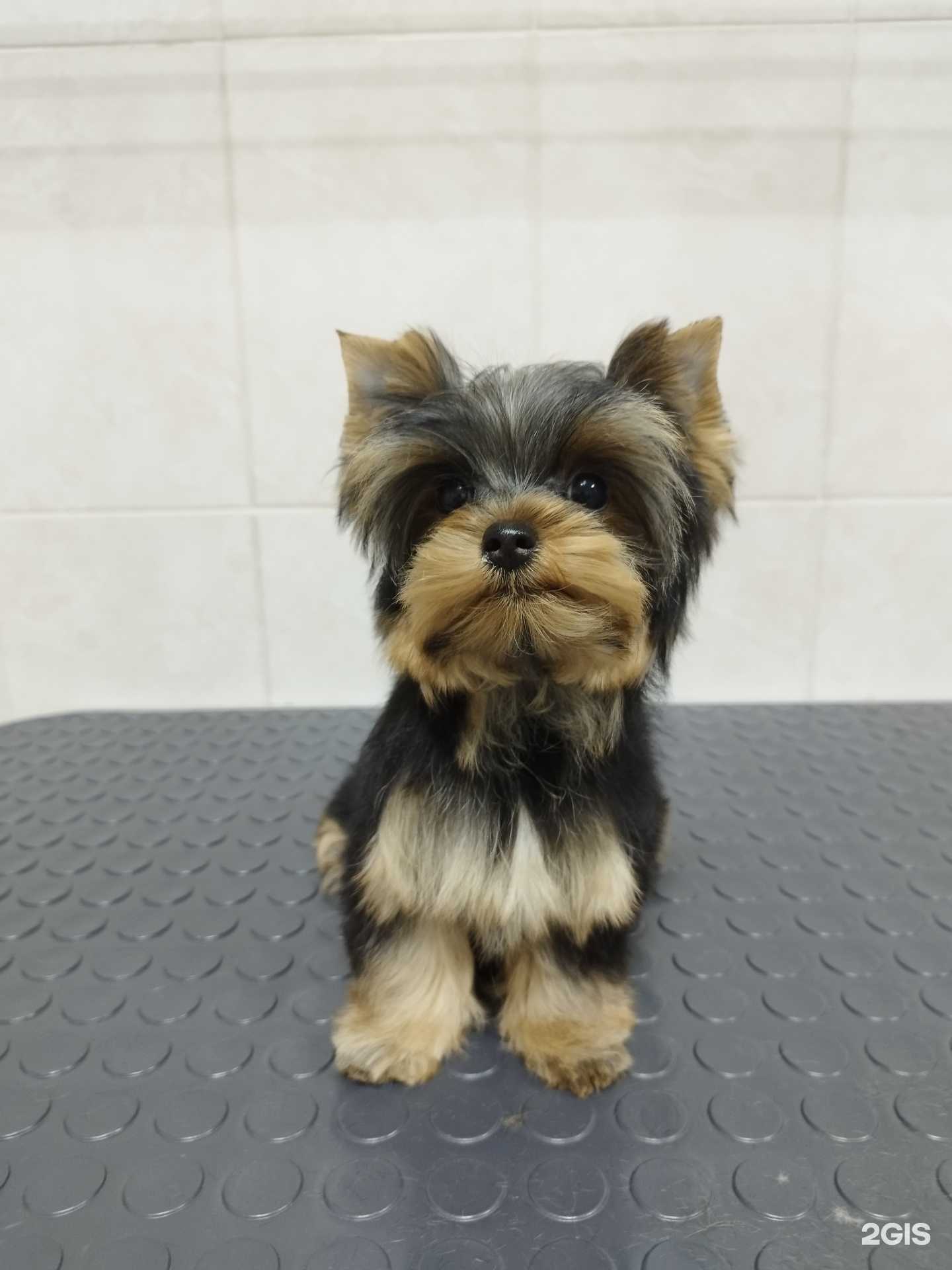 Отзывы на компанию Fluffy в г. Прокопьевск c фото