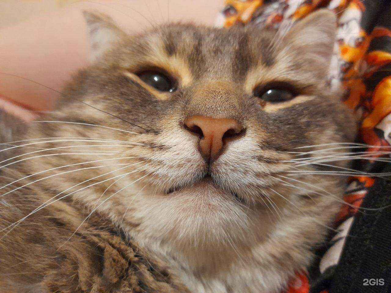 Отзывы на компанию Зоодоктор в Набережных Челнах c фото