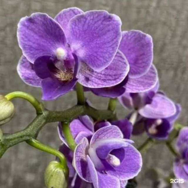 Отзывы на компанию Цветочная соната в Омске c фото