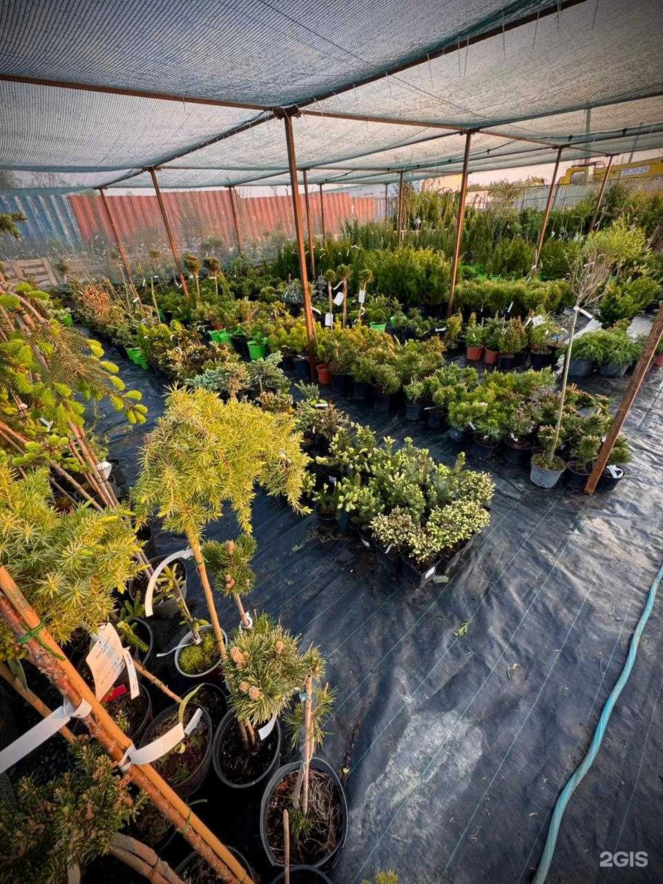 Отзывы на компанию Флора мечты в Южно-Сахалинске c фото