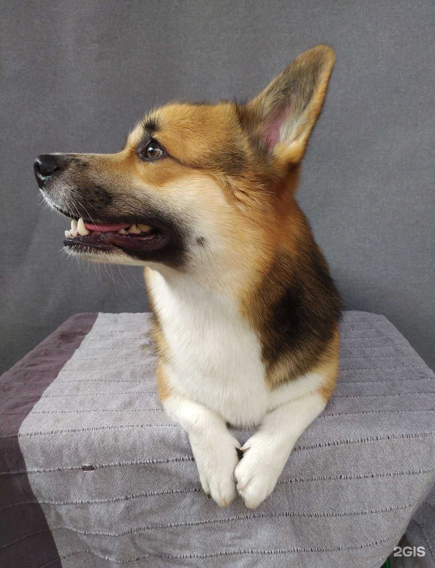 Отзывы на компанию Рet gruming la&pa в г. Краснодар c фото