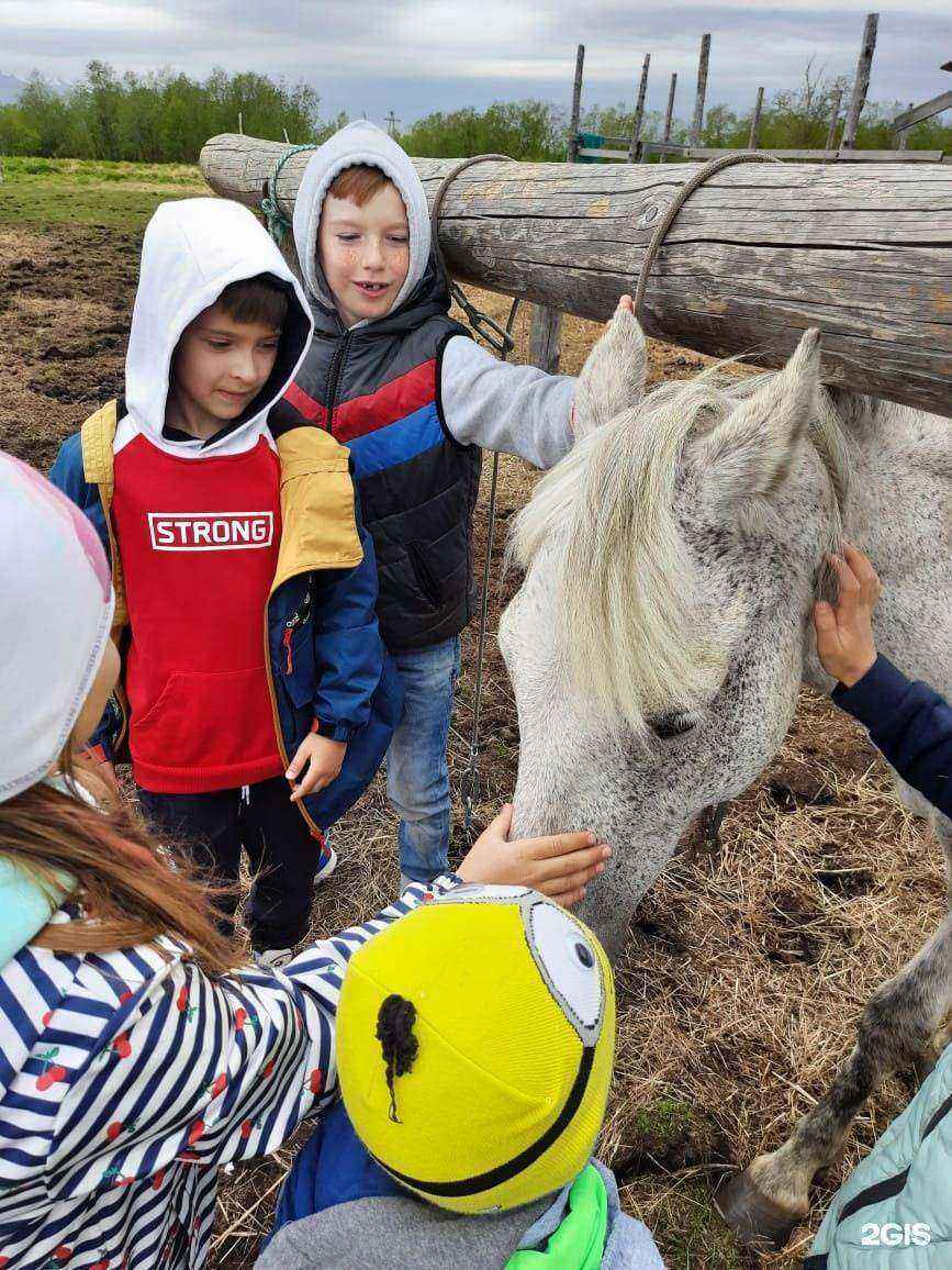 Отзывы на компанию ИппоДар в г. Елизово c фото