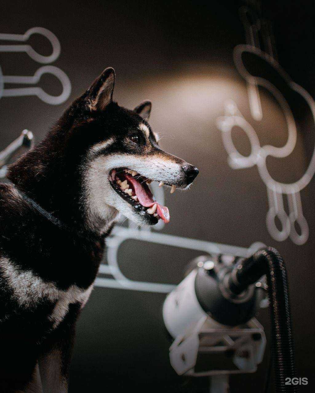 Отзывы на компанию Barberdog в Чебоксарах c фото