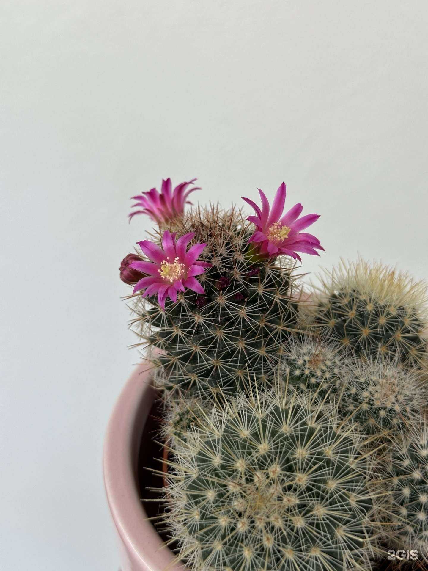 Отзывы на компанию Flora Doma в Бердске c фото