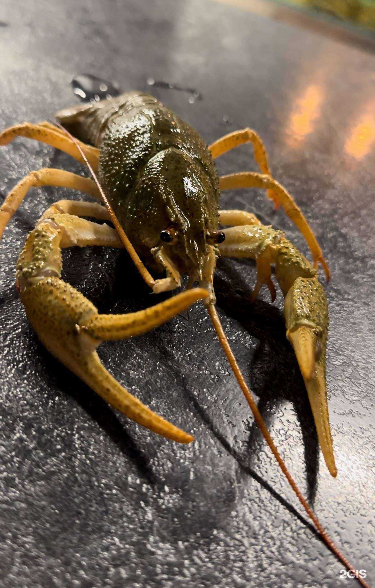 Отзывы на компанию Синяя борода в г. Барнаул c фото