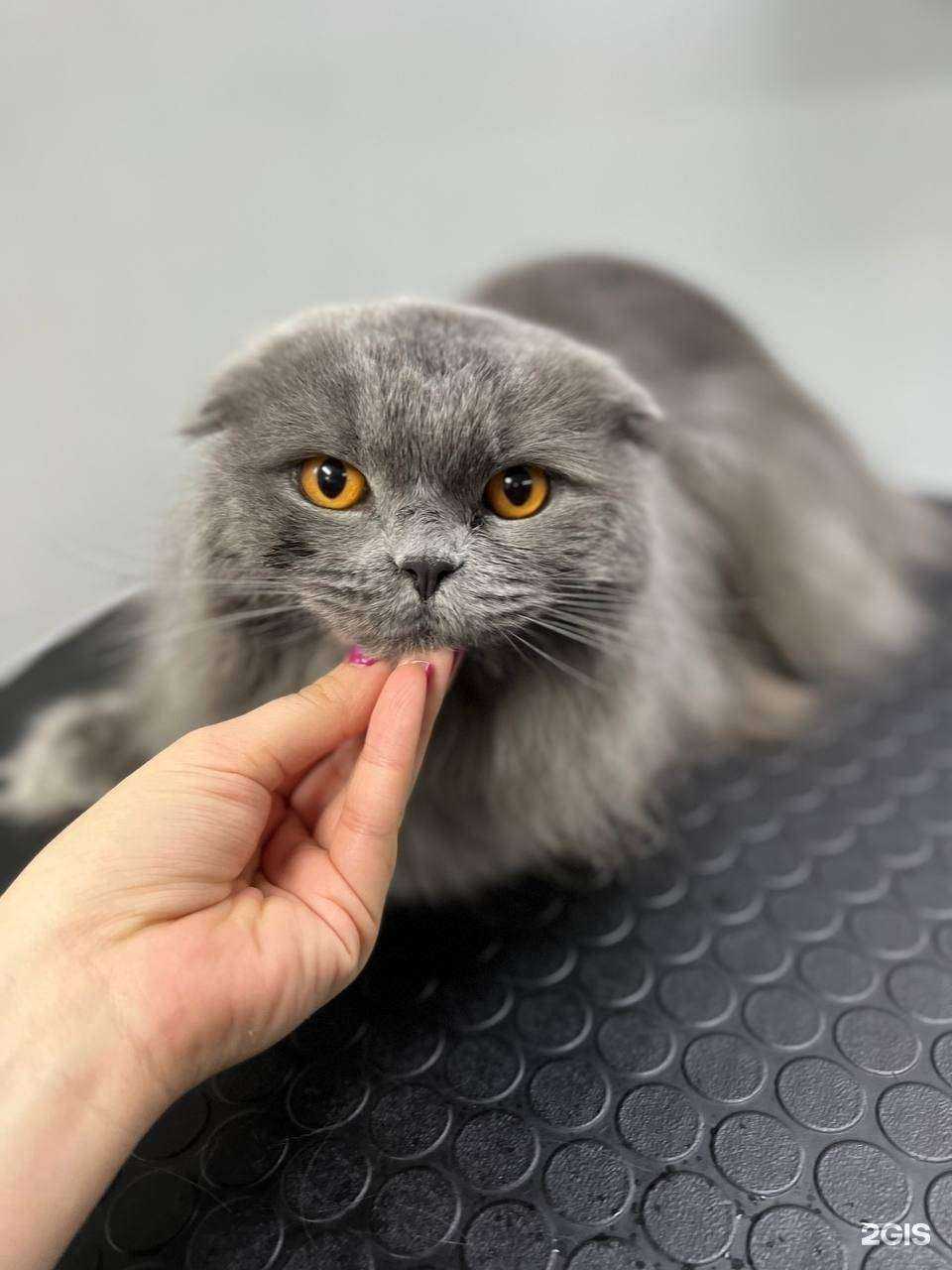 Отзывы на компанию ГрумЧик в г. Ростов-на-Дону c фото