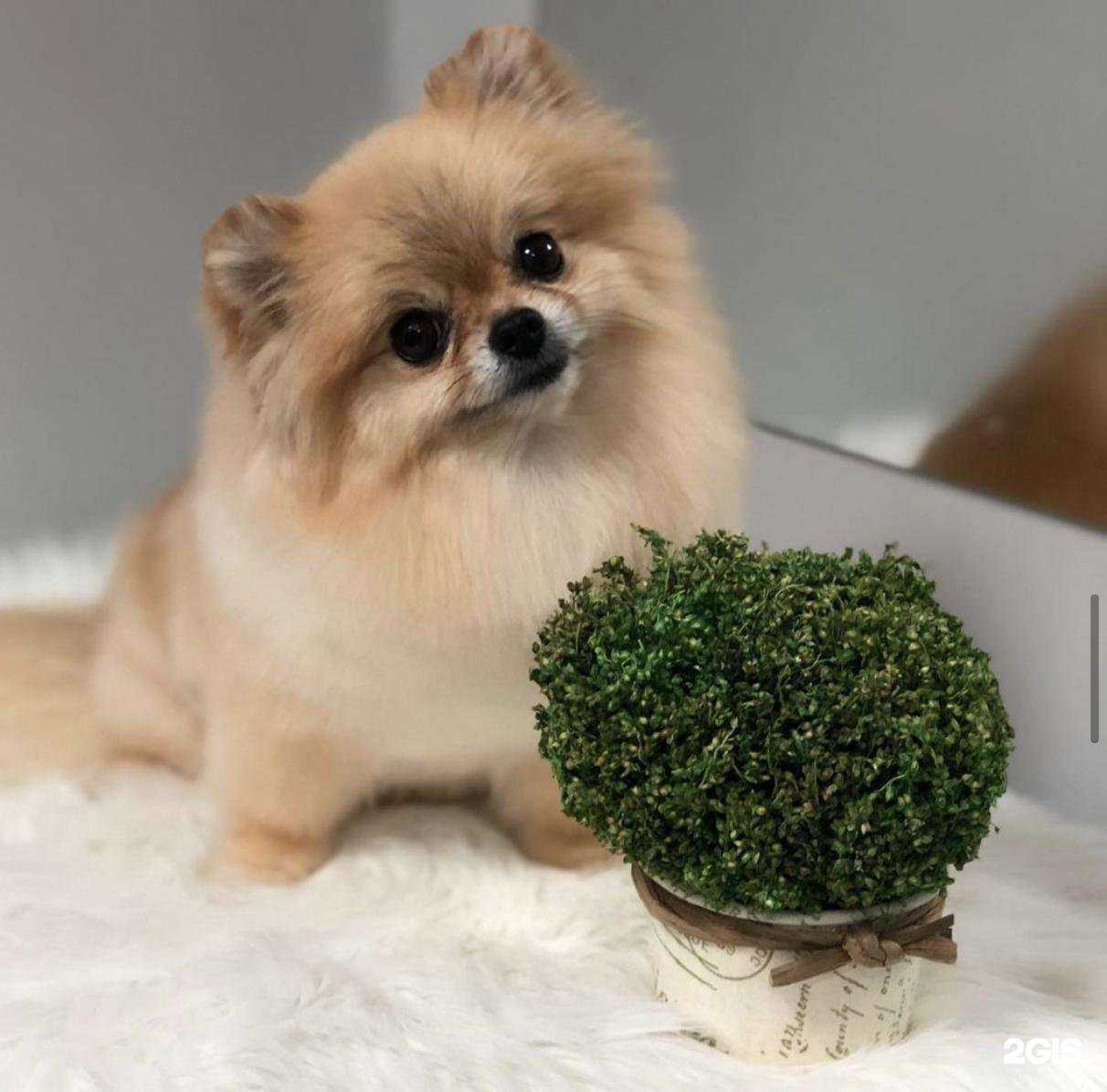 Отзывы на компанию Mr&Ms Лохматикоff в Краснодаре c фото