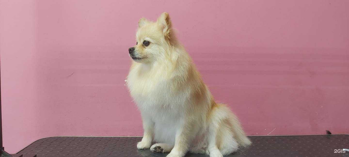 Отзывы на компанию Стильный пёс в Городеце c фото