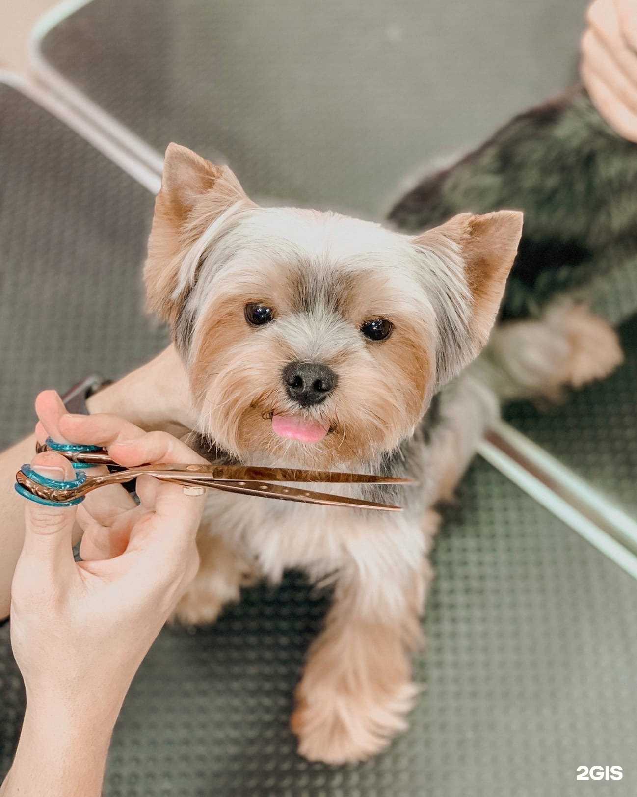 Отзывы на компанию Крошка Пудель в г. Курск c фото