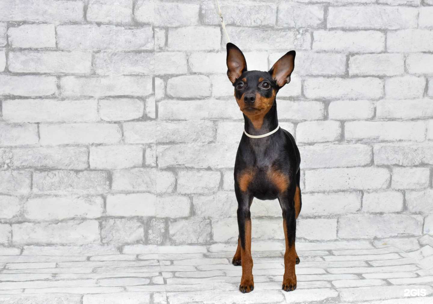 Отзывы на компанию Groomer_tt в Астрахани c фото