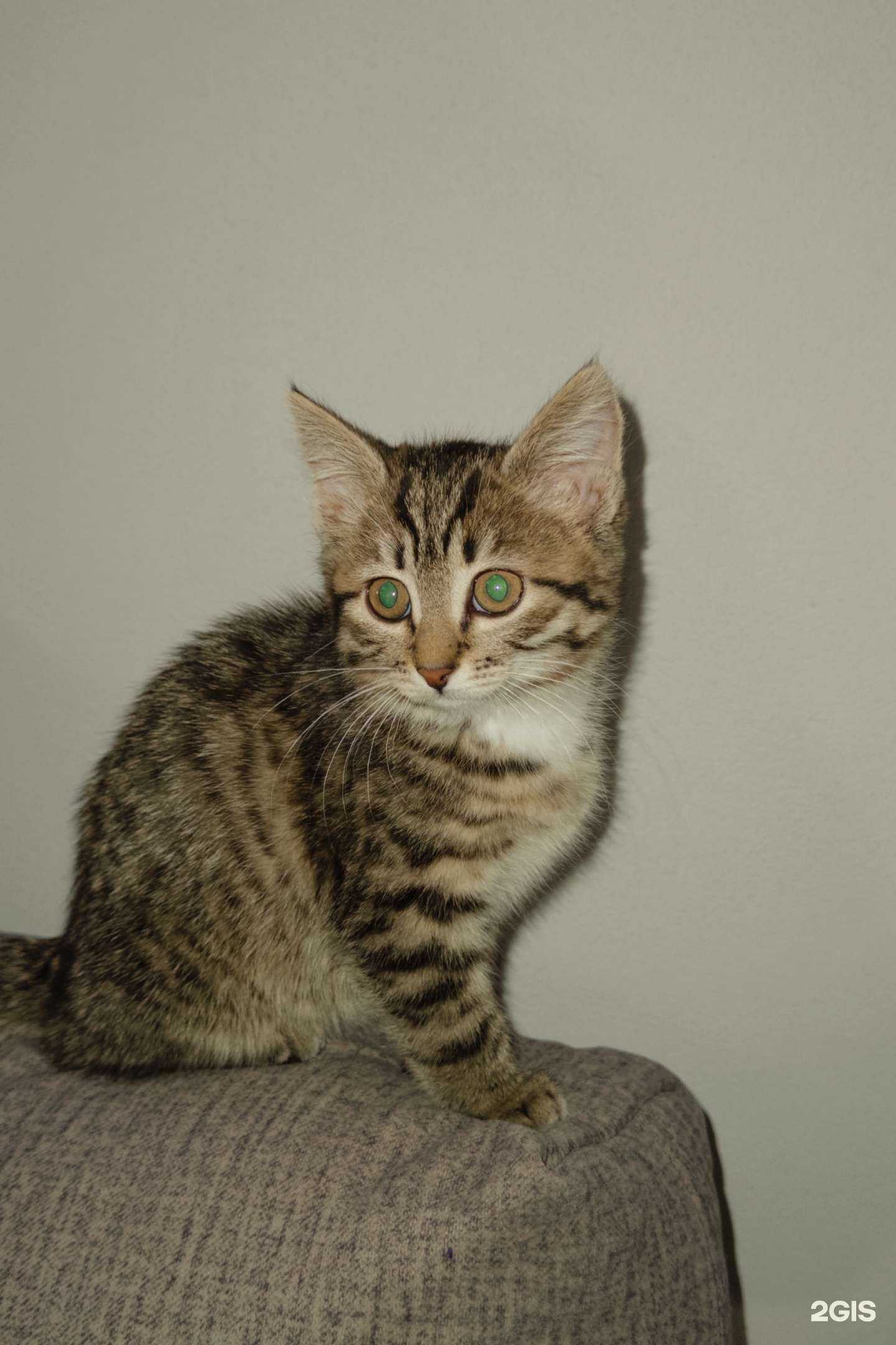 Отзывы на компанию Chicko-вкус Кореи в Рязани c фото