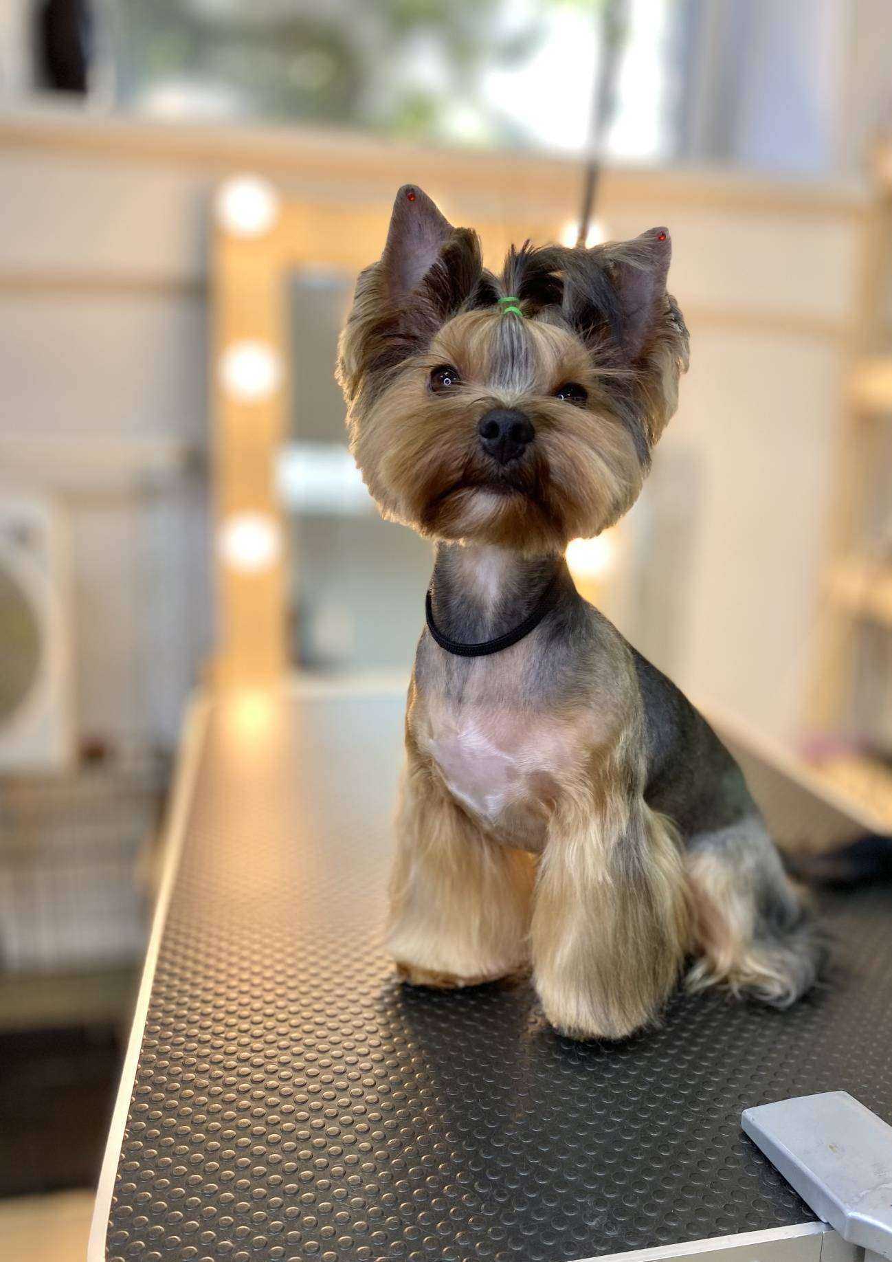 Отзывы на компанию Kate.groomer в Ижевске c фото