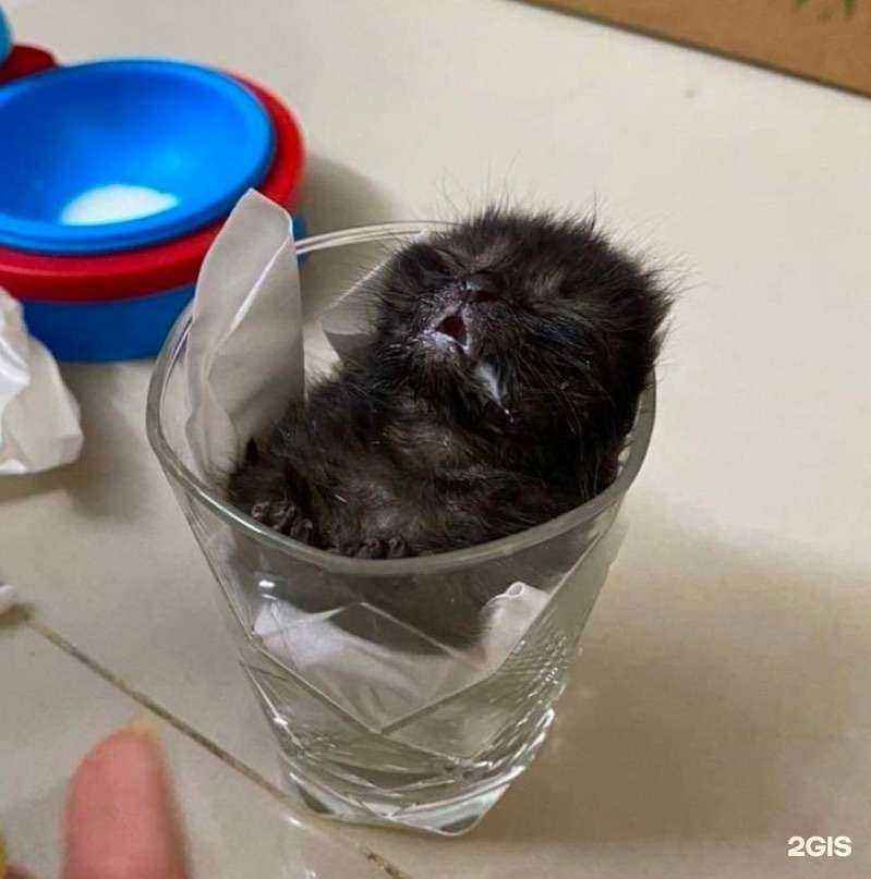 Отзывы на компанию Безумно Крутая шаурма в Красноярске c фото