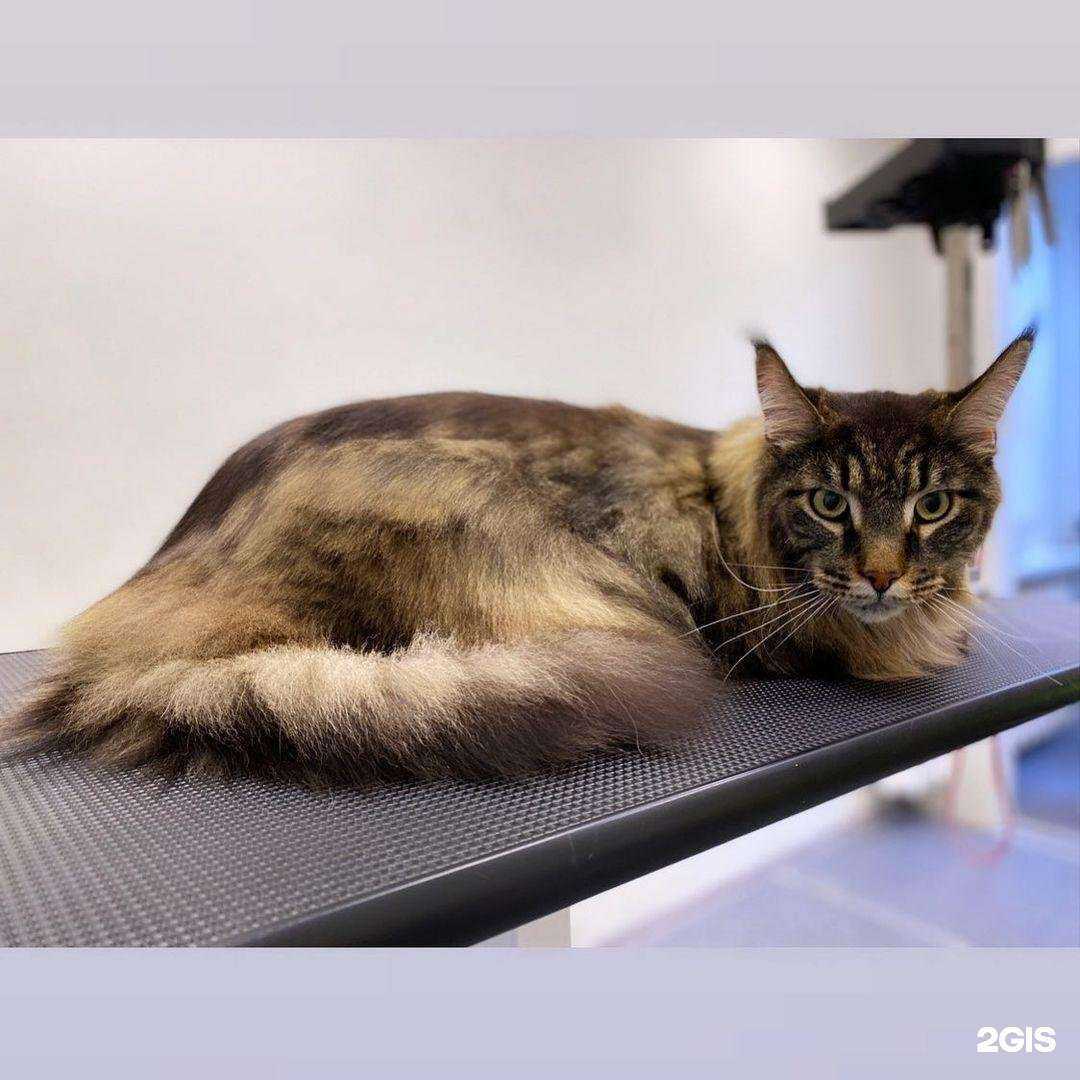 Отзывы на компанию Pet groom в Серпухове c фото