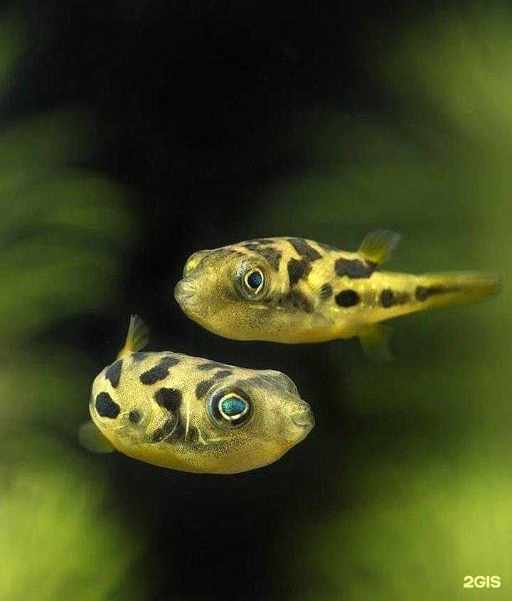 Отзывы на компанию Аквариумные рыбки в г. Тамбов c фото