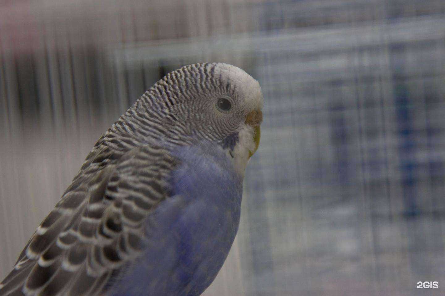 Отзывы на компанию Клиники ветеринарной помощи доктора Зубкова в Ростове-на-Дону c фото