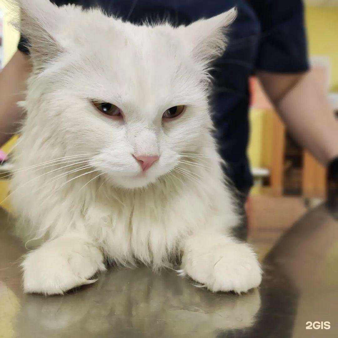 Отзывы на компанию Dr.Vet в Геленджике c фото