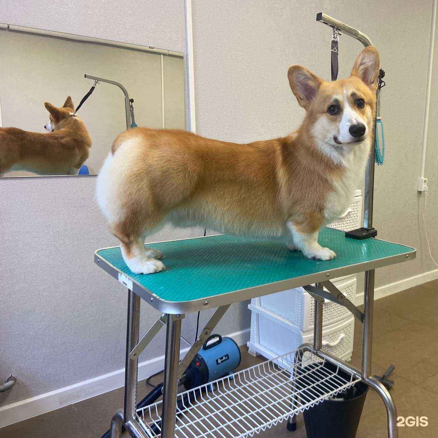 Отзывы на компанию kub_groom в г. Краснодар c фото