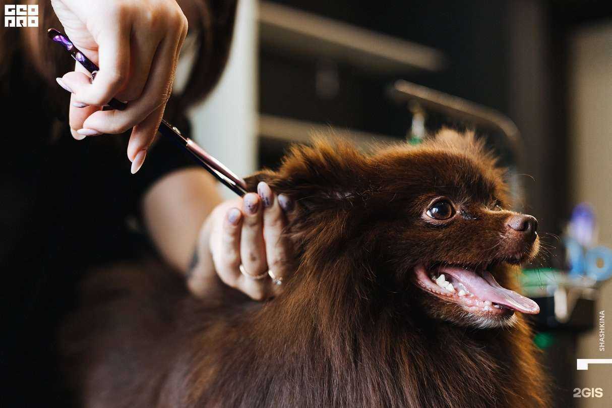 Отзывы на компанию BroDog в Краснодаре c фото