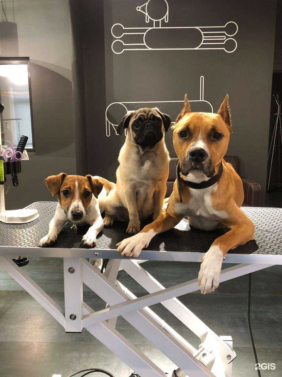 Отзывы на компанию Barberdog в г. Сочи c фото