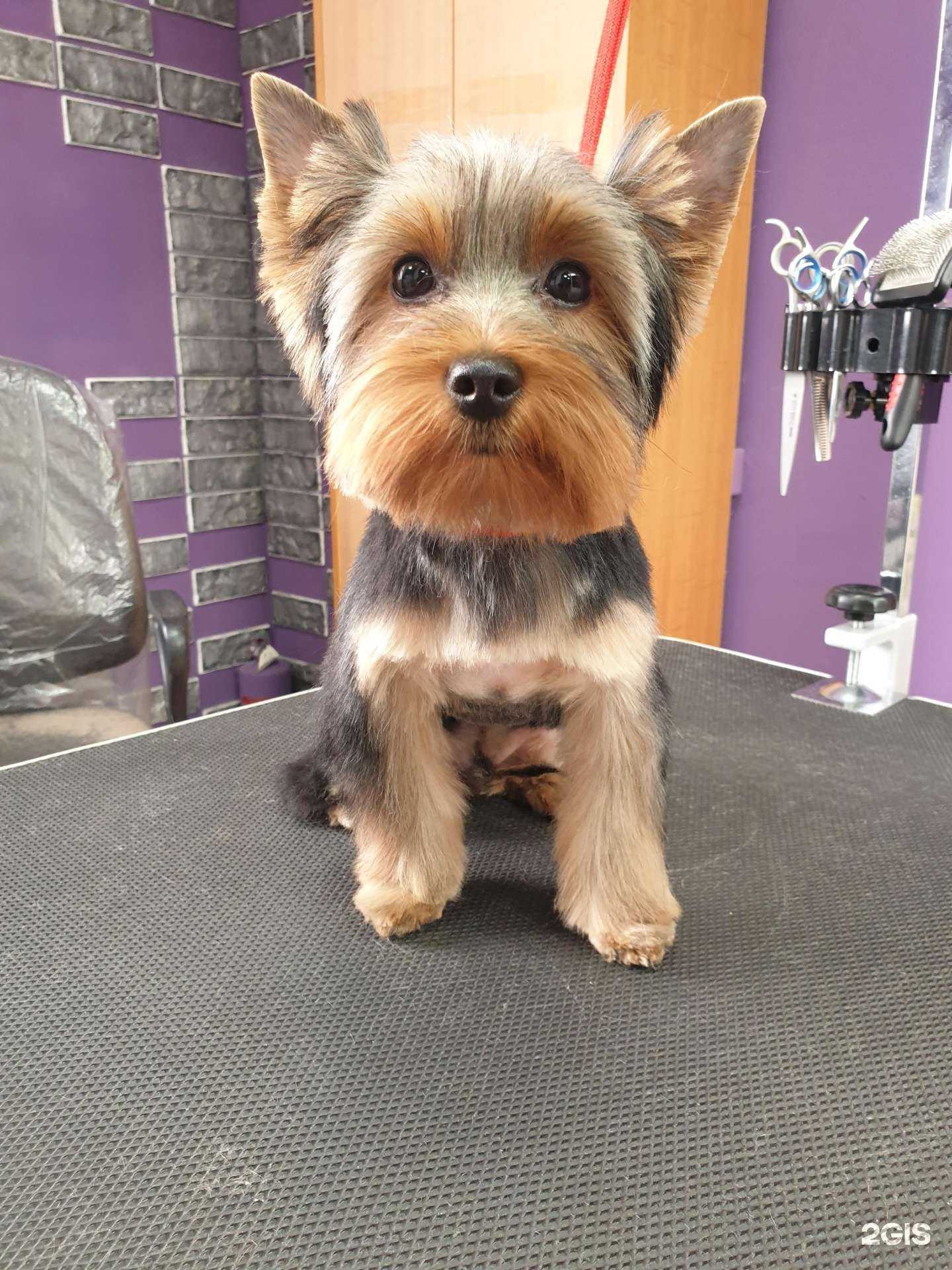 Отзывы на компанию Oxana_groom в г. Курск c фото