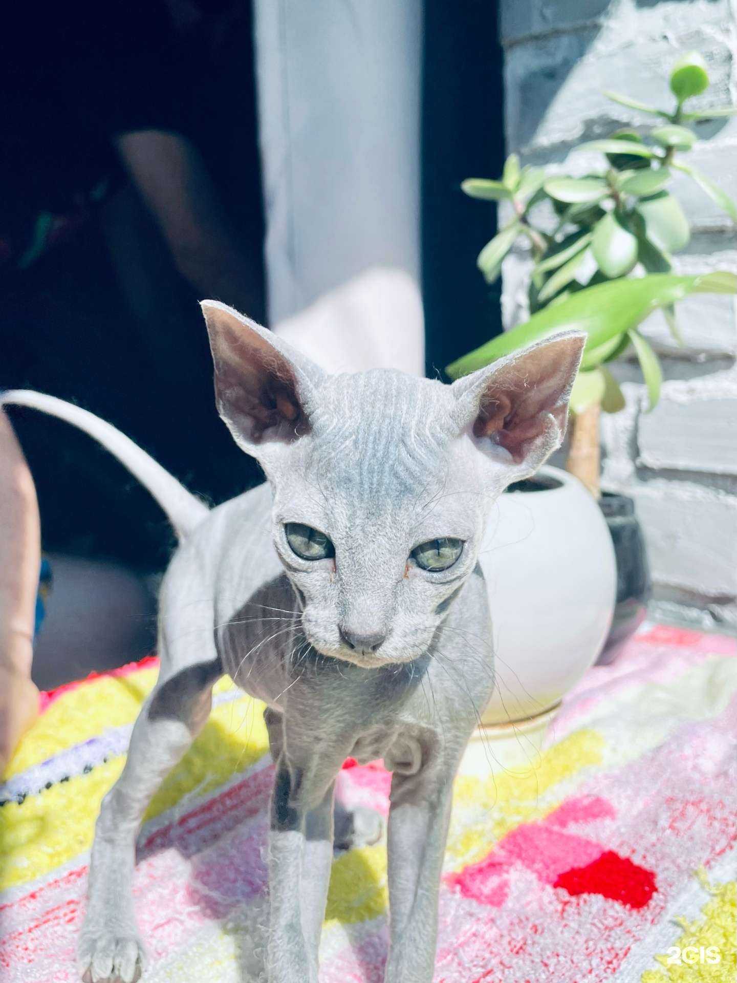 Отзывы на компанию Ветеринарный центр в г. Бузулук c фото